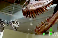 Resurrecting Dinosaurs: From Fossil to Museum Floor